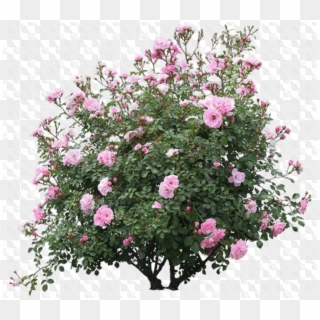 Shrub Png Image Background - Pink Rose Bush Png Clipart