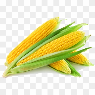 Sweet Corn - Corn Png - Yellow Corn Clipart