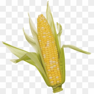 Corn Png Clipart - Ear Of Corn Transparent Png