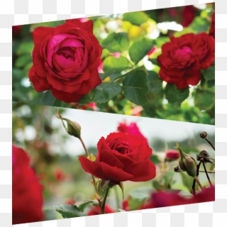 Canadian Shield - Garden Roses Clipart