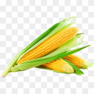 Corn Png Image - Sweet Corn Clipart