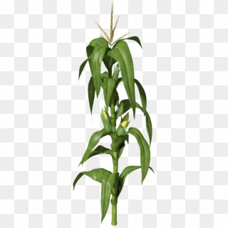 Corn Plant Png Clipart - Corn Plant Png Transparent Png