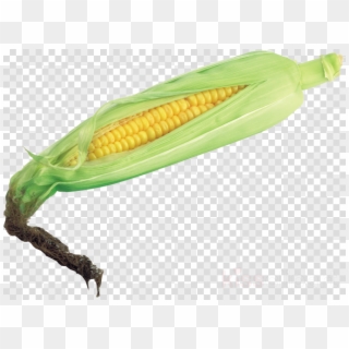 Transparent Background Corn Png Clipart Corn On The