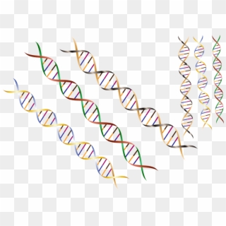 Dna Strand Png Clipart