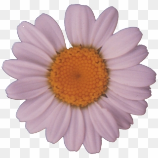 File - Daisy - Oxeye Daisy Clipart