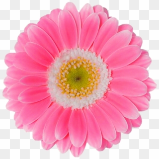 Pink Daisy Png Clipart