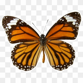 Danaus Genutia Transparent Background - Monarch Butterfly Transparent Background Clipart