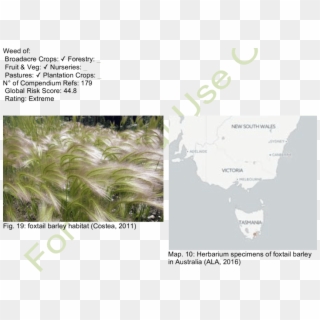 Foxtail Barley Inflorescence - Plantation Clipart