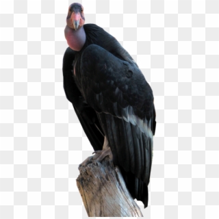 Condor Sinaire - California Condor Clipart