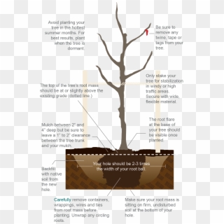 How To Properly Plant A Tree From Texas A&m Agrilife - Brochure Clipart