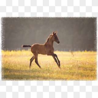 Pre Pferdezucht Pulverhof Horses, Baby Horses - Sorrel Clipart