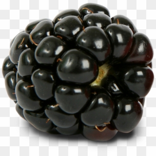 Blackberry Nutrition, Blackberry Recipes, How To Store - Black Raspberries Clipart