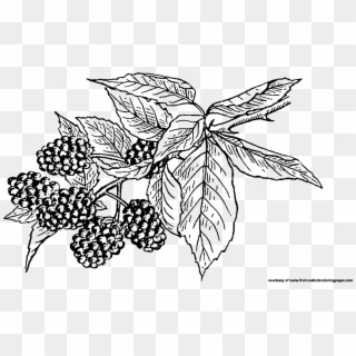 Blackberry Clipart Berry Plant - Blackberries Black And White - Png Download