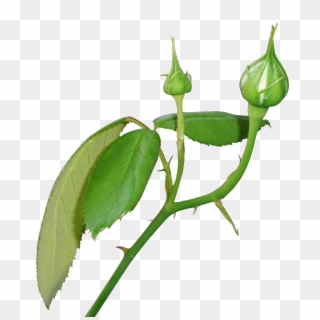Rose Bud Png 414246 - Rose Bud Png Clipart