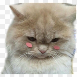 Blush Shy Cat Pretty - Cute Cats Tumblr Aesthetic Clipart