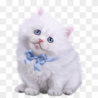 #kitty #kitten #cat #cute #white #ribbon #blue #ftestickers - Kitten Clipart