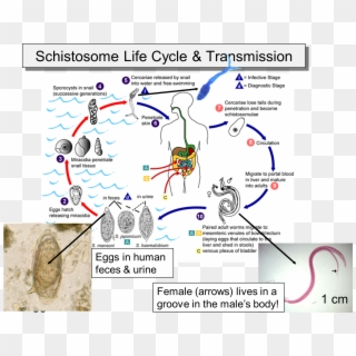Schistosome Life Cycle - Schistosomiasis Life Cycle Clipart