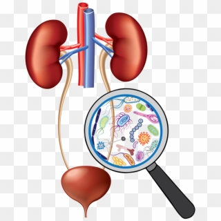Urinary System Clip Art - Png Download