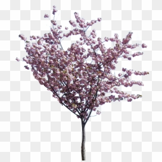 Photo Small Cherry Blossom Zpsntaimyjr - Cherry Blossom Png Tree Clipart