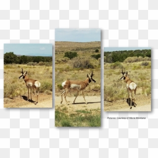 Pronghorn, Anetelope, Hualapai, Hunting - Gazelle Clipart