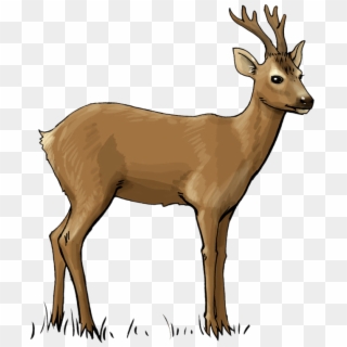 Deer Free To Use Clip Art - Roe Deer Clipart - Png Download