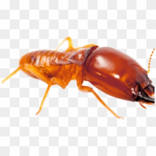 Download Termite Png File - Termite Png Clipart