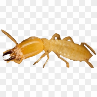 Termite Png Free Download - Soldier Termite Clipart