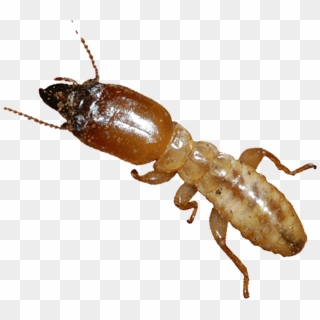 Pests And Termites Cause An Average Of $8,000 To Homes - Termites Clipart