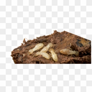 Termites Termite Damage Termite Treatment Exterminator - Termite Bugs Clipart