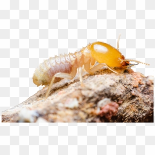 It Takes A Good Understanding Of Building And Slab - Termite Up Close Clipart