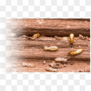 If You Notice Something That Doesn't Seem Quite Right, - Termites Tucson Clipart