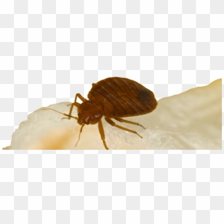 Bed Bugs Bed Bug Treatment Hotel Motel Apartment Exterminator - Termite Bug Clipart