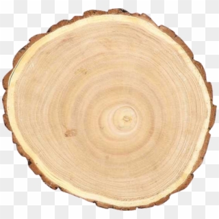 Round Paulownia Wood Slice - Wood Slice Png Clipart