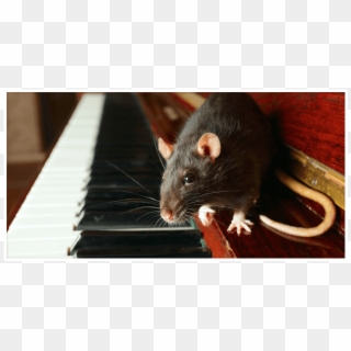 Rat On The Piano - Rat Clipart