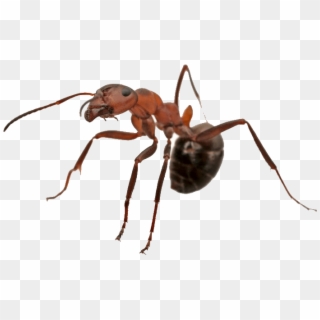 Termite Inspection & Pest Control Camarillo - Carpenter Ant Clipart