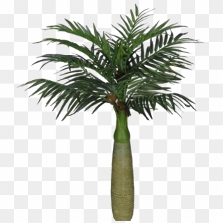 1/13 - Palm Cataractarum Clipart