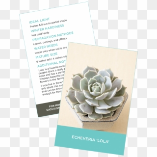 Downloadable Succulent Information And Id Card - Sacred Lotus Clipart