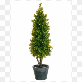 28" Boxwood Topiary In Pot Green - Houseplant Clipart