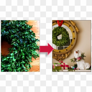 They Were Selling Live Boxwood Wreaths At The Christmas - Artificial Flower Clipart