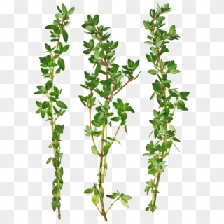 Thyme Png - Thyme Twigs Clipart