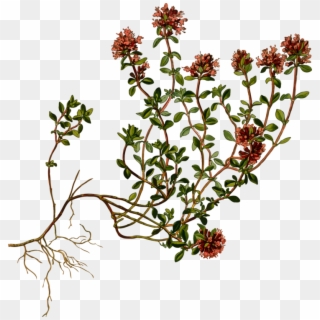 Breckland Thyme Botany Garden Thyme Herb - Thymus Serpyllum Botanical Clipart