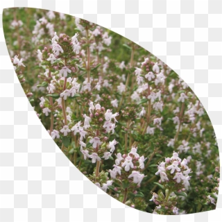 Thyme - Heather Clipart