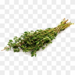 Thyme - Тимьян Пнг Clipart