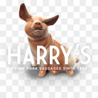 Harrys-pig - Domestic Pig Clipart