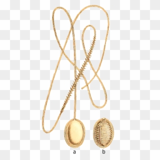 Report On Certain Hydroid, Alcyonarian, And Madreporarian - Earrings Clipart