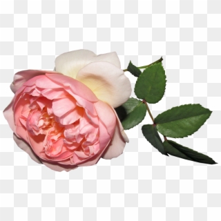 Flower, Rose, Summer, Cut Out - Garden Roses Clipart