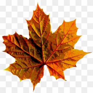 Forest, Autumn, Leaves, Color, Nature - Autumn Leave Clipart
