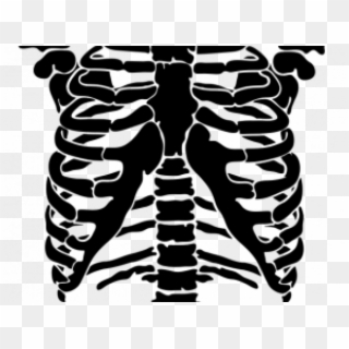 Rib Cage Png - Skeleton Rib Cage Vector Clipart