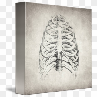 Rib Cage By Inna Ivanova - Lungs And Rib Cage Drawing Clipart