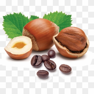 Hazelnut Cafe Nsa - Hazel Nut Clipart